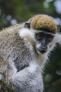Close-up portrait of a monkey