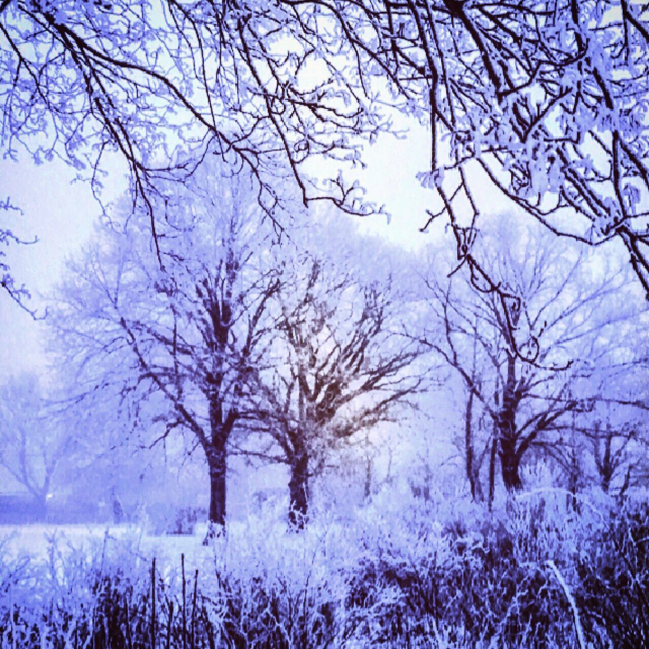 bare tree, tree, tranquility, branch, tranquil scene, winter, beauty in nature, scenics, nature, cold temperature, field, sky, snow, landscape, season, growth, weather, non-urban scene, outdoors, day