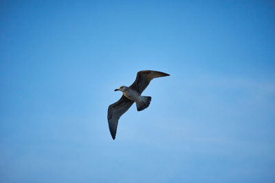 Low angle view of seagull flying in sky