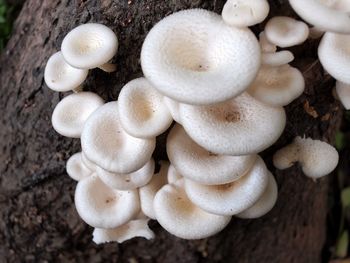 High angle view of mushrooms growing on tree