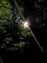 Low angle view of trees