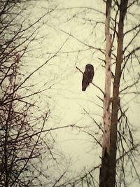 Birds perching on branch