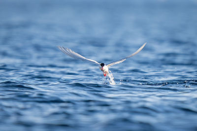 Antarctic tern flies off after catching fish