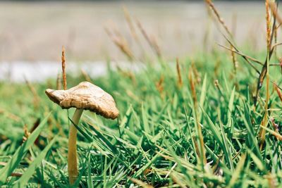 Close-up of mushroom growing on field