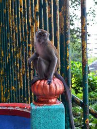 Monkey sitting on wood