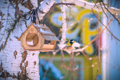 Close-up of birdhouse on tree