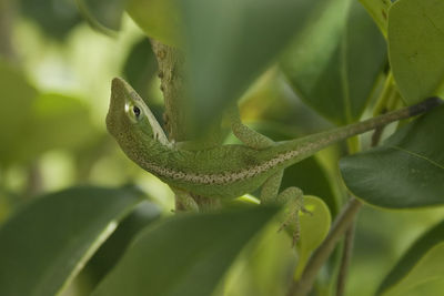 Close-up of lizard on plant