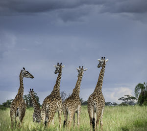 View of giraffes on field against sky