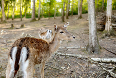 Beautiful, young deer walking in the forest. wild animal. wildlife scene from nature. close up view.