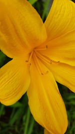 Close-up of yellow day lily blooming outdoors