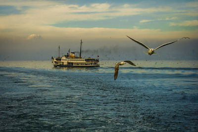 Bird flying over sea