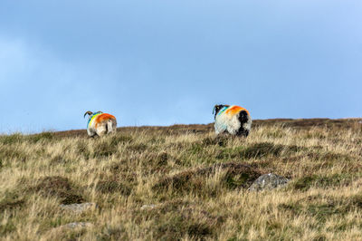 Horses in a field