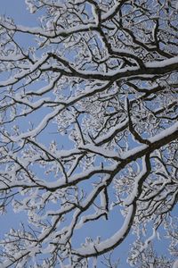 Low angle view of flower tree against sky