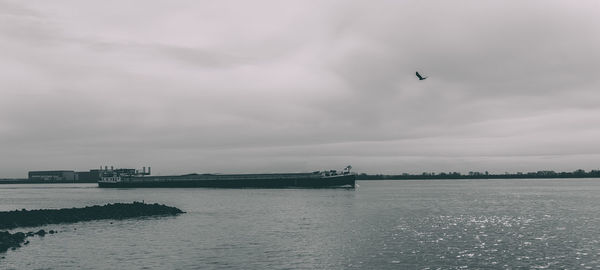 Birds flying over sea against sky