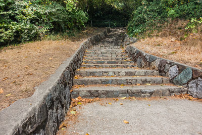 Steps amidst trees