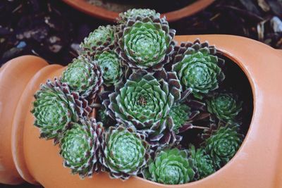 Close-up view of plants