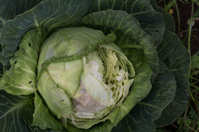 High angle view of fresh green leaf