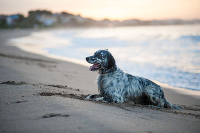 Side view of dog resting at beach during sunset