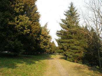 Road passing through forest