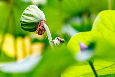 Close-up of bee flying over flower