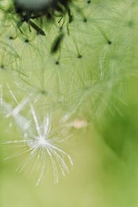 Close-up of dandelion