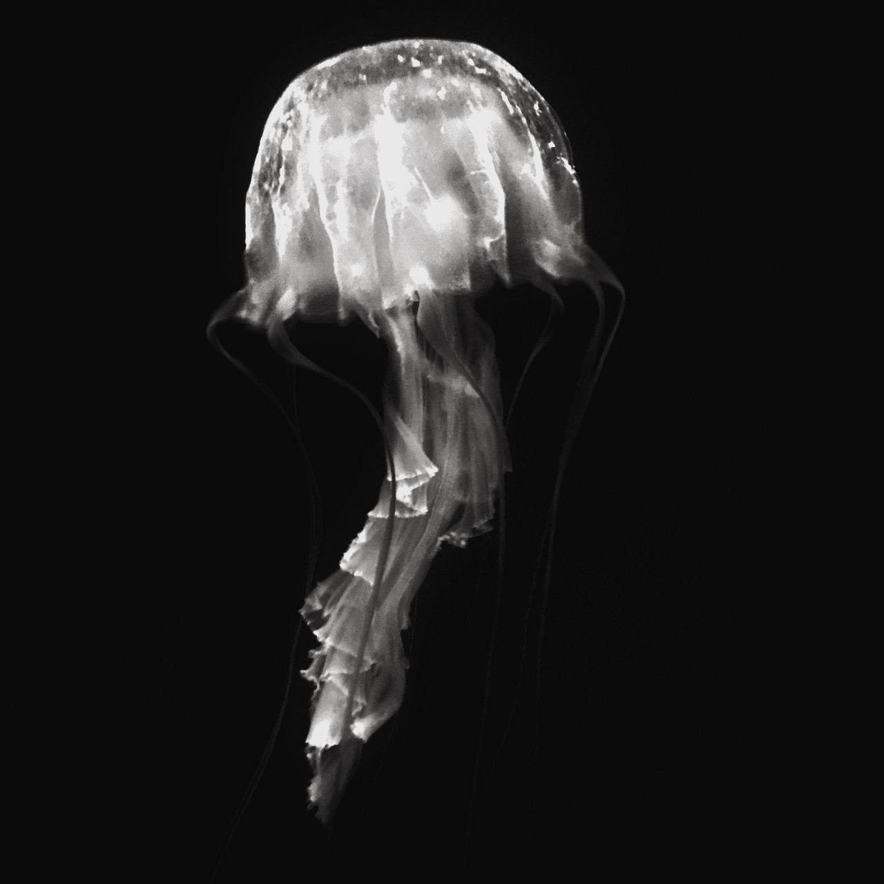 studio shot, black background, close-up, indoors, holding, lifestyles, person, copy space, white color, rear view, jellyfish, leisure activity, white, front view, standing, side view, obscured face