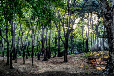 Trees growing in forest
