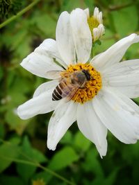 Close-up of insect on flower