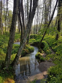 Stream amidst trees in forest