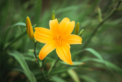 Close-up of yellow flower