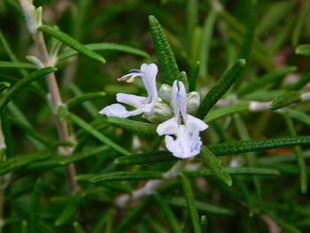 Close-up of purple flowers