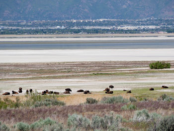 View of sheep on landscape