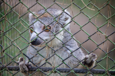 Close-up of monkey in cage seen through chainlink fence in zoo