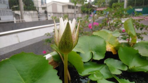 Close-up of lotus water lily