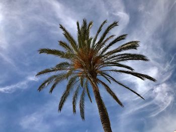 Low angle view of palm tree against sky