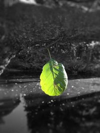 Close-up of leaf