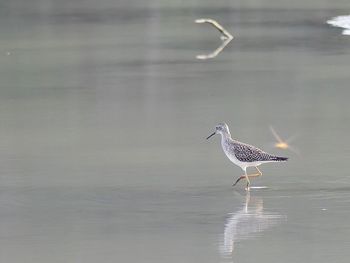 Seagulls on a lake