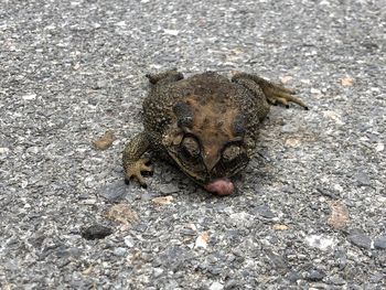 High angle view of crab on street