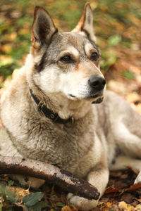 Close-up of dog looking away on field