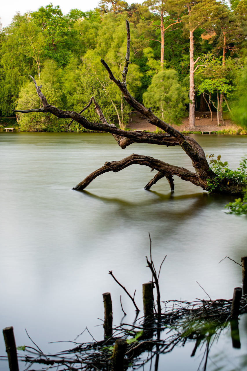 TREE BY LAKE IN FOREST