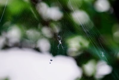 Close-up of spider on web