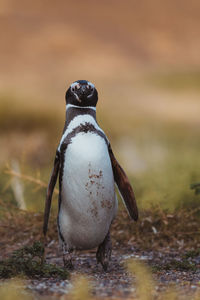 Magellanic penguin in patagonia.