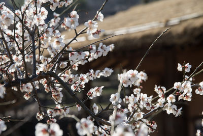 Close-up of cherry blossoms against house