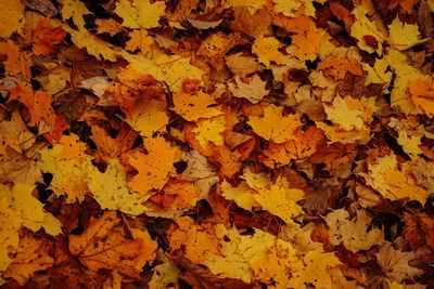 Full frame shot of yellow autumn leaves