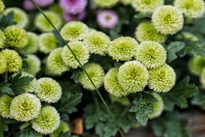 Close-up of white flowering plants