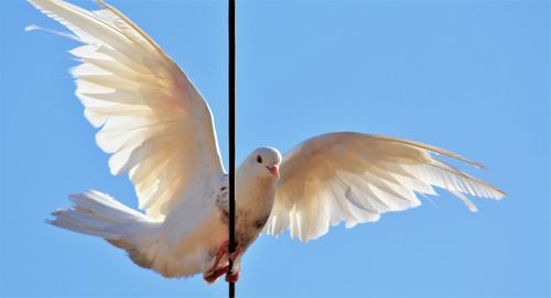 Low angle view of bird flying against clear blue sky