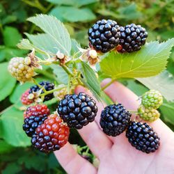 Close-up of blackberries