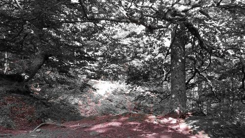 Low angle view of trees in forest