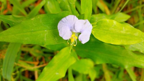 Close-up of purple flowers blooming in park