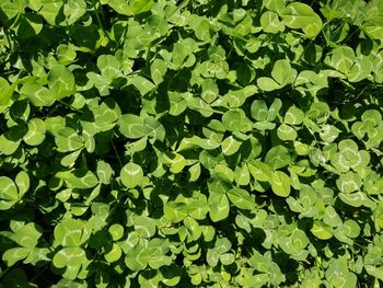 Full frame shot of leaves